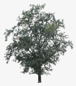 2d Trees, Big Tree - Big Trees Png, Transparent Png, Free Download