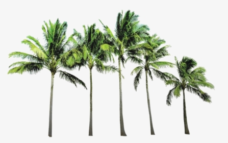 Palm Trees Transparent Png, Png Download, Free Download