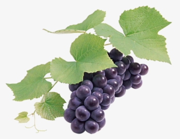 Grape Seed Extract Wine Grapefruit - Grape Seed Png, Transparent Png, Free Download