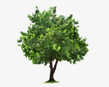 Tree Photoshop, Hd Png Download , Png Download - Transparent Background Png Trees, Png Download, Free Download