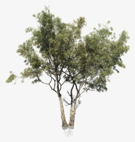 Transparent Eucalyptus Tree Png, Png Download, Free Download