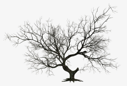 Dying Tree Png - Dead Tree Silhouette Png, Transparent Png, Free Download