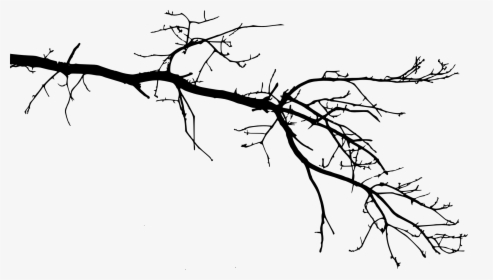 Branch Png - Free Download - Tree Branch Drawing Transparent, Png Download, Free Download
