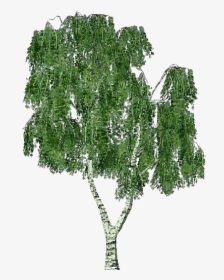 3d Trees - Birch - Acca Software - Arbre Bouleau Png, Transparent Png, Free Download