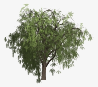 Transparent Pepper Plant Png - Painted Pepper Tree Png, Png Download, Free Download