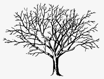 Black Trees Transparent Png Clipart Free Download - Thin Tree Black And White, Png Download, Free Download