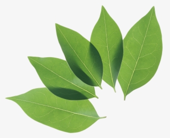 Green Leaf Png - Cocoa Leaves Png, Transparent Png, Free Download