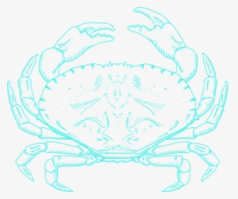 Freshwater Crab, HD Png Download, Free Download