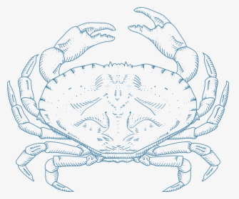 Dungeness Crab, HD Png Download, Free Download