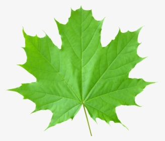 Green Leaf Png - Transparent Leaf Png, Png Download, Free Download