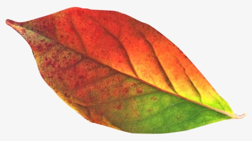Autumn Leaf Png Transparent Image - Autumn Leaves Png Transparent, Png Download, Free Download