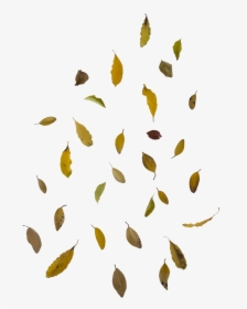 Falling Leaves Png Image - Real Falling Leaves Png, Transparent Png, Free Download