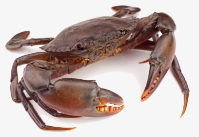 Crabs Clipart Free Vector - Crab Png, Transparent Png, Free Download