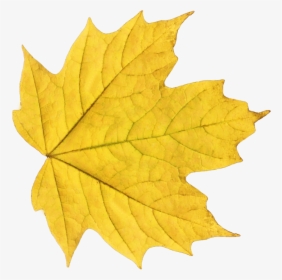 Yellow Leaf Png, Transparent Png, Free Download