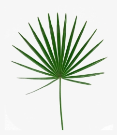 Palm Leaf Png - Transparent Palm Leaves Png, Png Download, Free Download