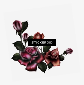 Gothic Rose Pic Flower - Gothic Rose Png, Transparent Png, Free Download