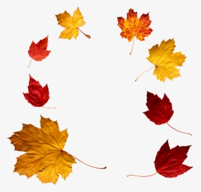 Autumn Leaves Circle, HD Png Download, Free Download