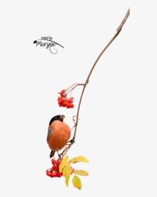 Autumn Spirits, HD Png Download, Free Download