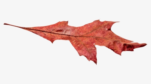 Autumn Broad Leaf Png, Transparent Png, Free Download