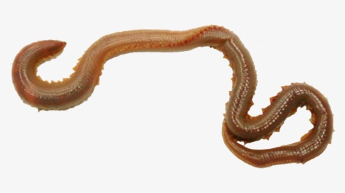 Earthworm Png Image With, Transparent Png, Free Download