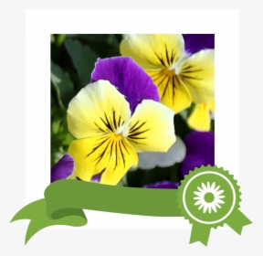 Transparent Wild Flower Png, Png Download, Free Download