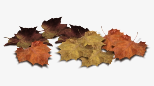 Autumn Pngs, Transparent Png, Free Download