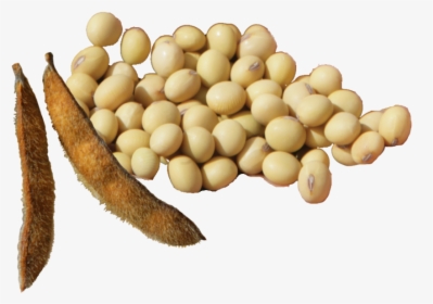 Soy-beans, HD Png Download, Free Download