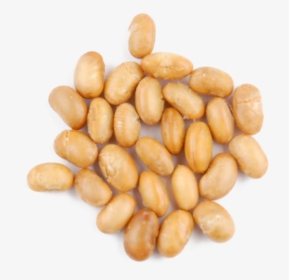 Soybean Png File, Transparent Png, Free Download
