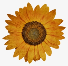 Autumn Pngs, Transparent Png, Free Download