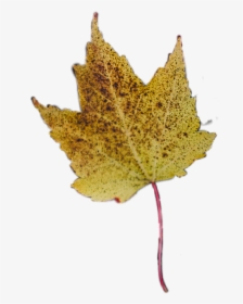 Autumn Pngs, Transparent Png, Free Download