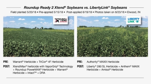 Soybeans Png, Transparent Png, Free Download