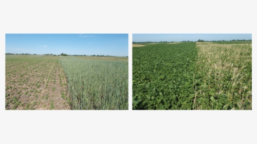 Soybeans Png, Transparent Png, Free Download