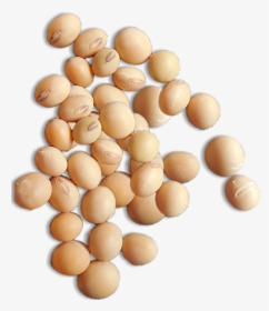 Soybeans Png, Transparent Png, Free Download