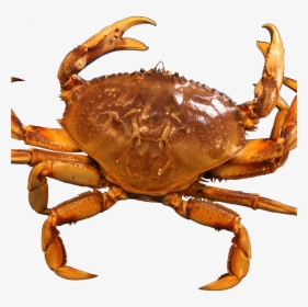 Crab Png Transparent Images, Png Download, Free Download