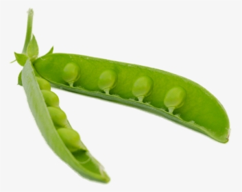 Soybeans Png, Transparent Png, Free Download