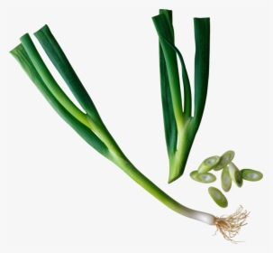 Chinese Onion Png, Transparent Png, Free Download