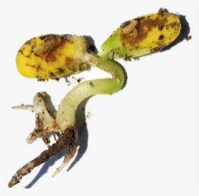 Peel, HD Png Download, Free Download
