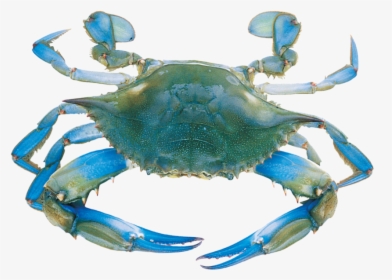 Transparent Blue Crab Clipart - Blue Sea Crab, HD Png Download, Free Download