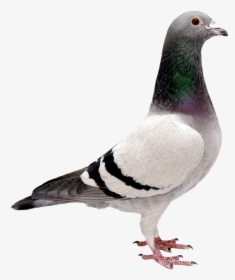 Pigeon Transparent Background, HD Png Download, Free Download