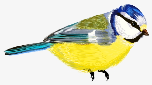 Bird Png - - Transparent Images Of Birds, Png Download, Free Download