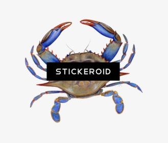 Crab Hd Animals - Blue Crab Image Transparent, HD Png Download, Free Download