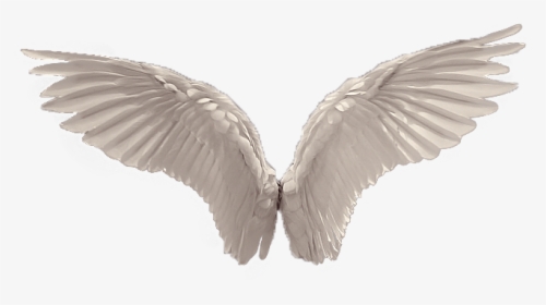 White Wings Png - Realistic Angel Wings Png, Transparent Png, Free Download