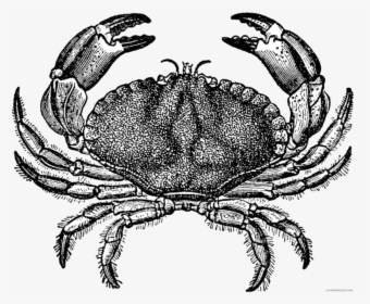 Drawn Crab Blue Crab - Vintage Crab, HD Png Download, Free Download