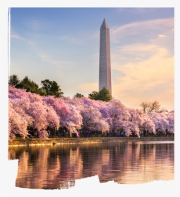 Cherry Blossom Dc 2019, HD Png Download, Free Download