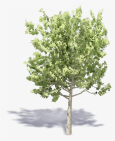 Plane Trees , Png Download - Tree 3d View Png, Transparent Png, Free Download