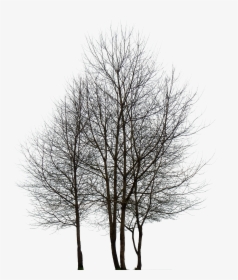 Black And White Tree Png, Transparent Png, Free Download