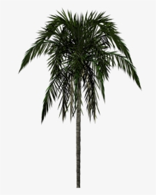 Palm Trees Render, HD Png Download, Free Download