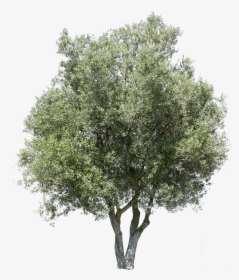 Transparent Birch Tree Png - Olive Tree Cut Out, Png Download, Free Download