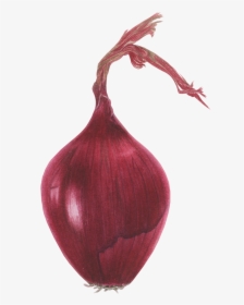#red Onion - Red Onion, HD Png Download, Free Download