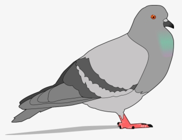 Pigeon Svg Clip Arts - Pigeon Clipart, HD Png Download, Free Download